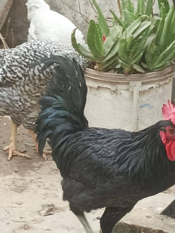 Male Hen Murgha Cock 2