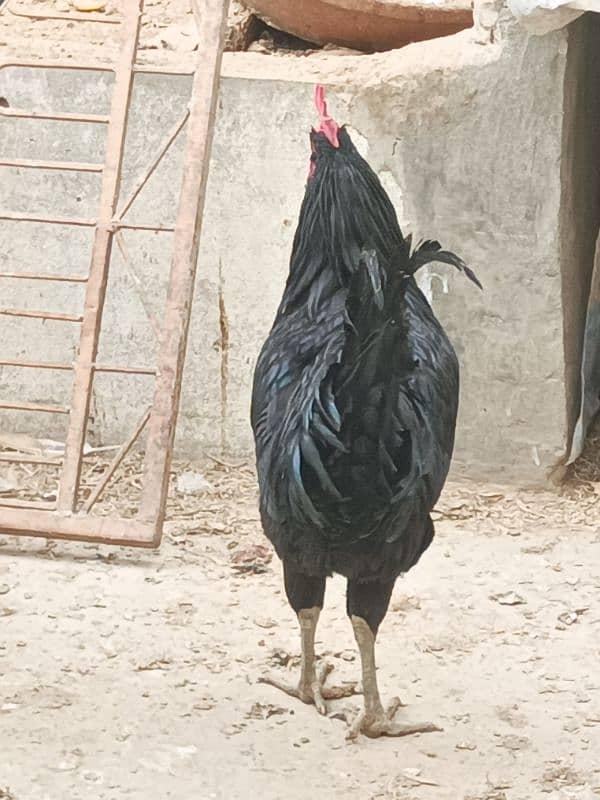 Male Hen Murgha Cock 3