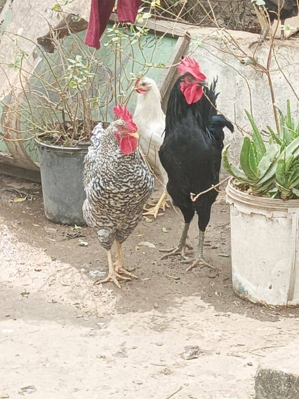 Male Hen Murgha Cock 5