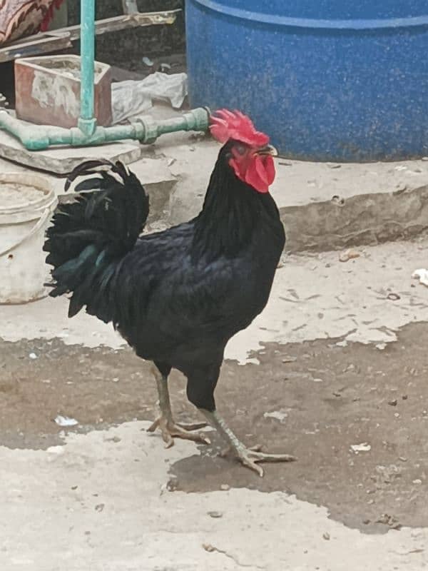 Male Hen Murgha Cock 6