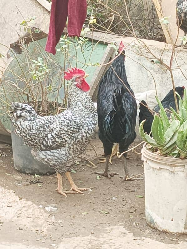 Male Hen Murgha Cock 7