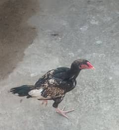 urgent sale hen