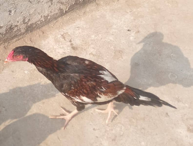 urgent sale hen 1