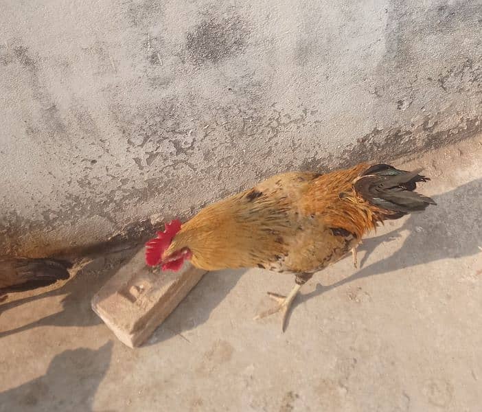 urgent sale hen 2