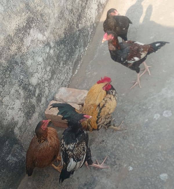 urgent sale hen 3