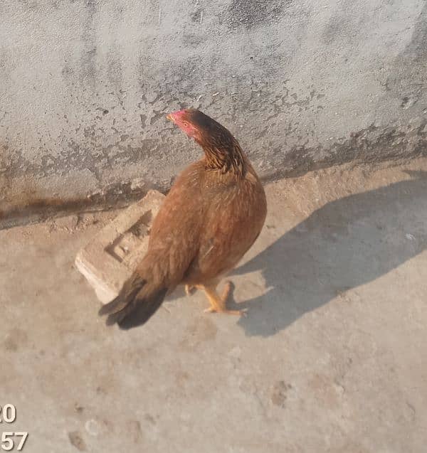 urgent sale hen 5