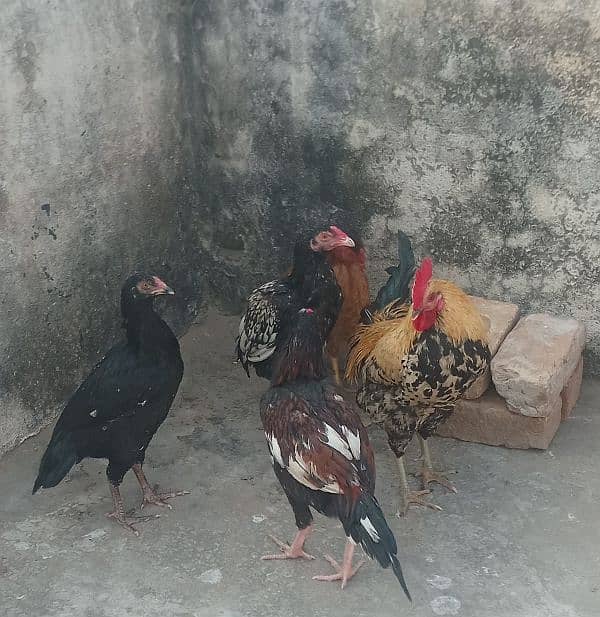 urgent sale hen 6