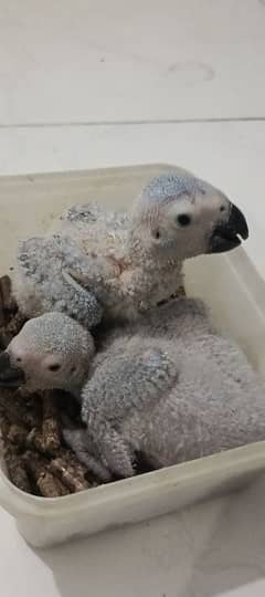 GREY parrot chick congo size