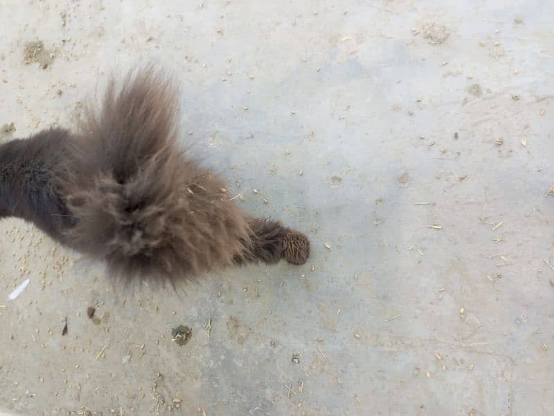 Black and Brown coloured Male Kitten Age 5 months Rs 6000 1