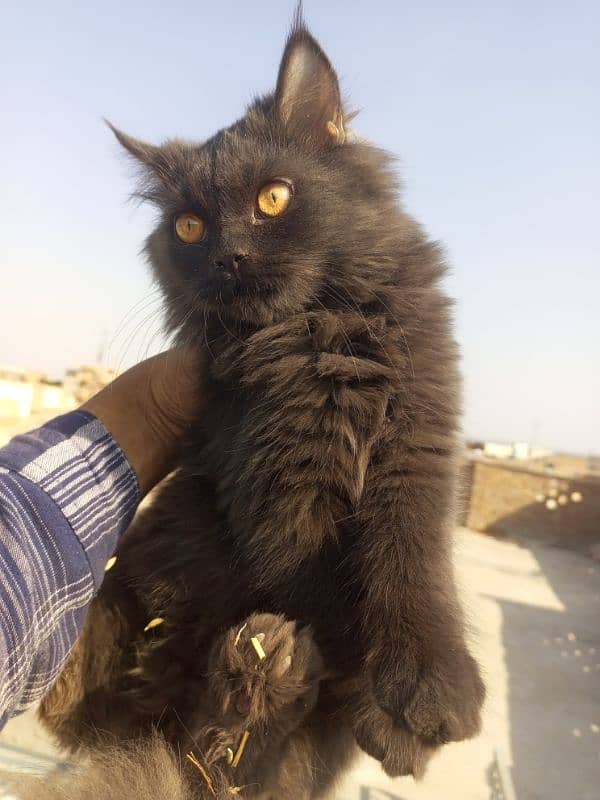 Black and Brown coloured Male Kitten Age 5 months Rs 6000 2