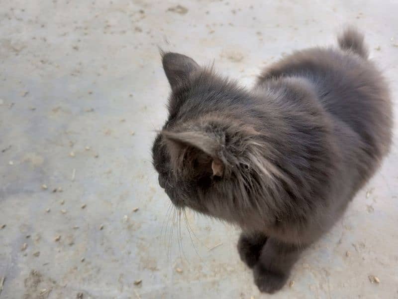 Black and Brown coloured Male Kitten Age 5 months Rs 6000 3