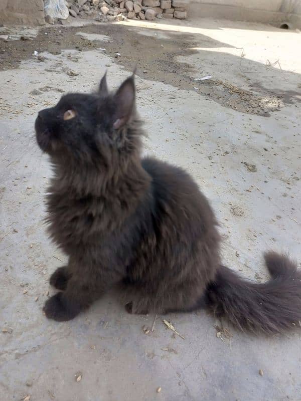 Black and Brown coloured Male Kitten Age 5 months Rs 6000 4