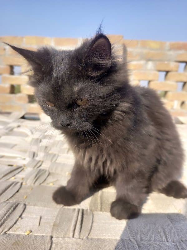 Black and Brown coloured Male Kitten Age 5 months Rs 6000 6