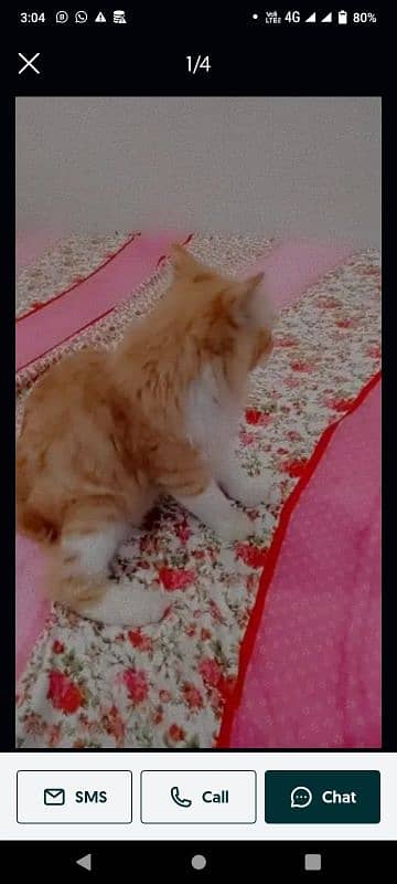 Persian cats kitten Panch face female and male both available 1