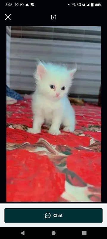 Persian cats kitten Panch face female and male both available 3