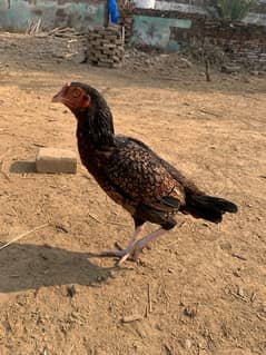 Aseel Hen for sale