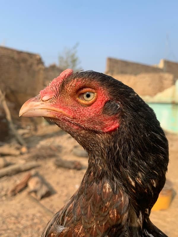 Aseel Hen for sale 1