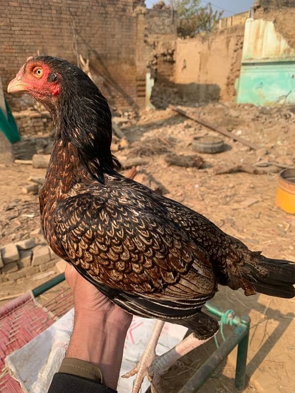 Aseel Hen for sale 2