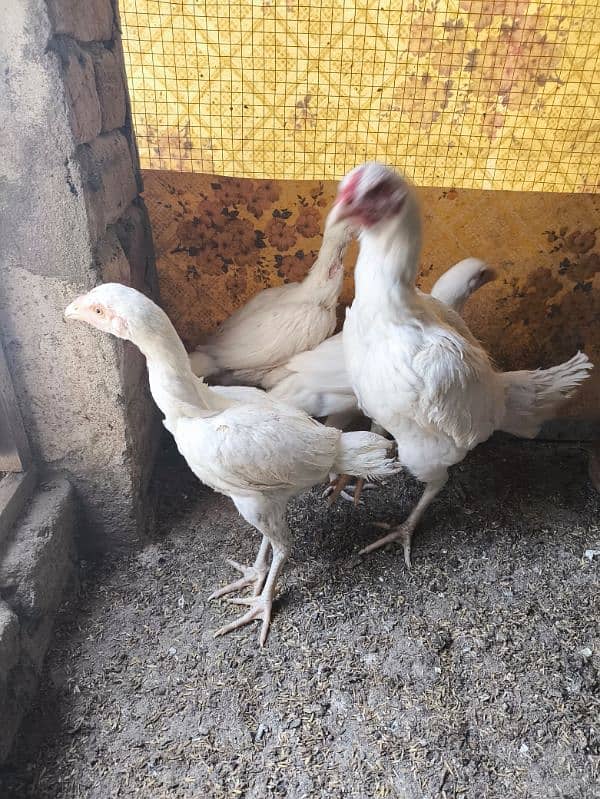 heera aseel chicks chuza chuzay for sale 0