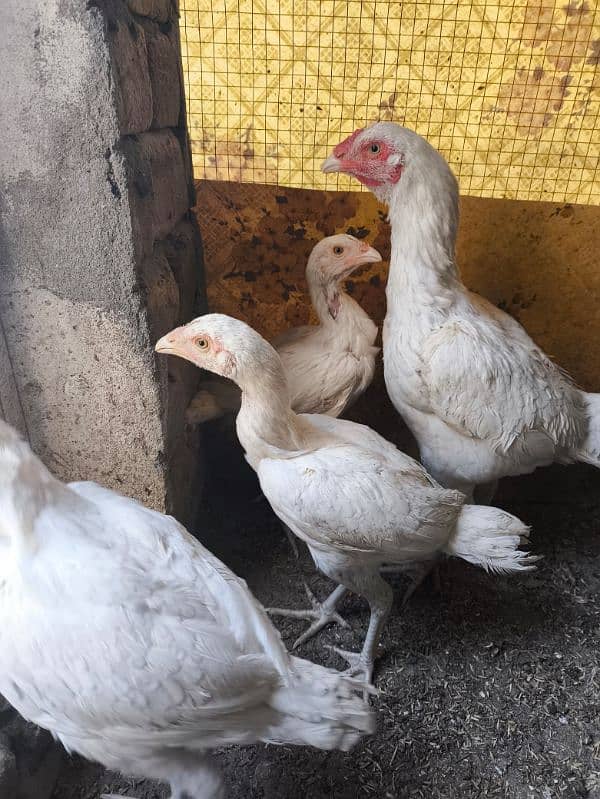 heera aseel chicks chuza chuzay for sale 1