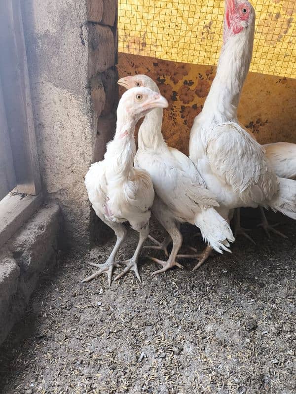 heera aseel chicks chuza chuzay for sale 4