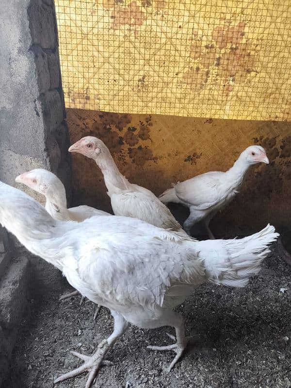 heera aseel chicks chuza chuzay for sale 5