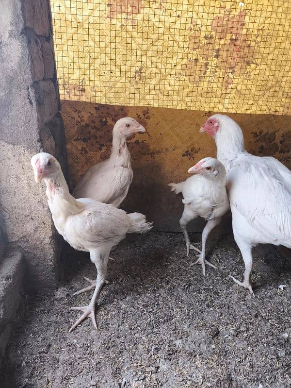 heera aseel chicks chuza chuzay for sale 6