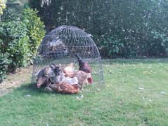 7 hens and 3 rosters very healthy and active