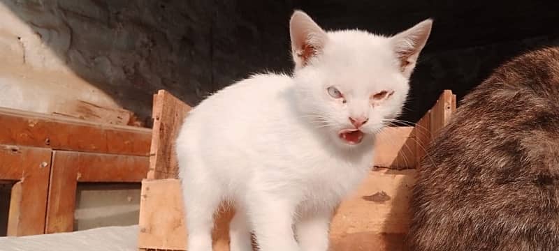 Persian Cat Blue and brown colored eyes. 1