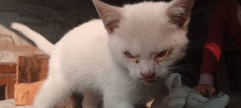 Persian Cat Blue and brown colored eyes. 6