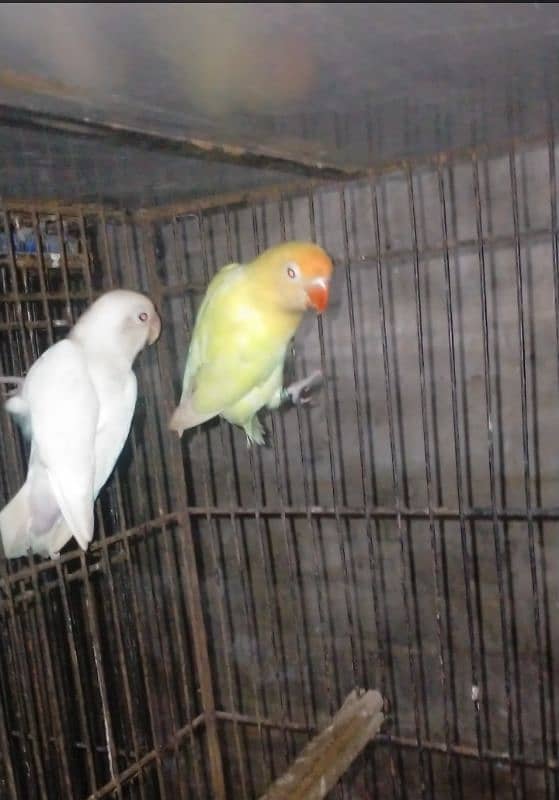 Love birds Setup for sale 0