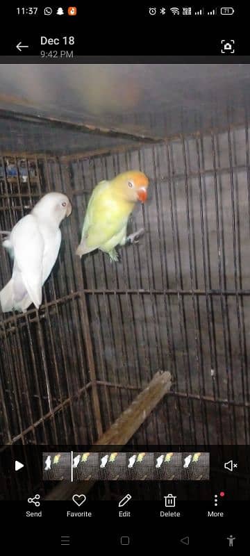 Love birds Setup for sale 3