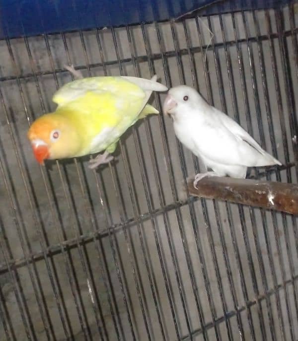 Love birds Setup for sale 5