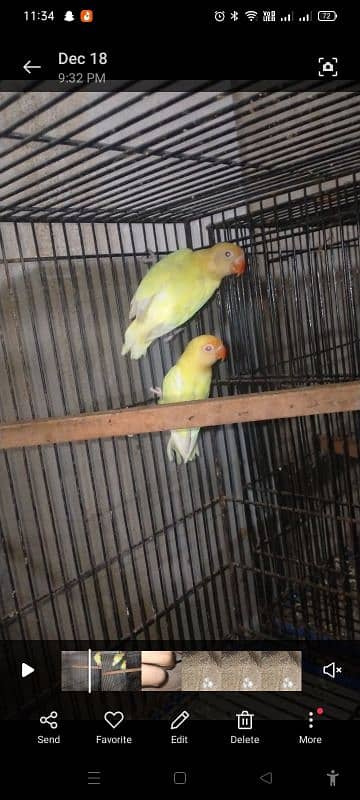 Love birds Setup for sale 7