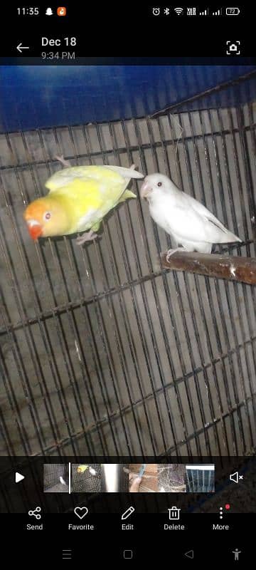 Love birds Setup for sale 10