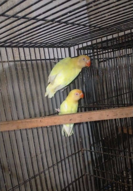 Love birds Setup for sale 11