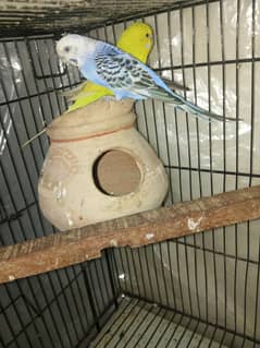 Budgies