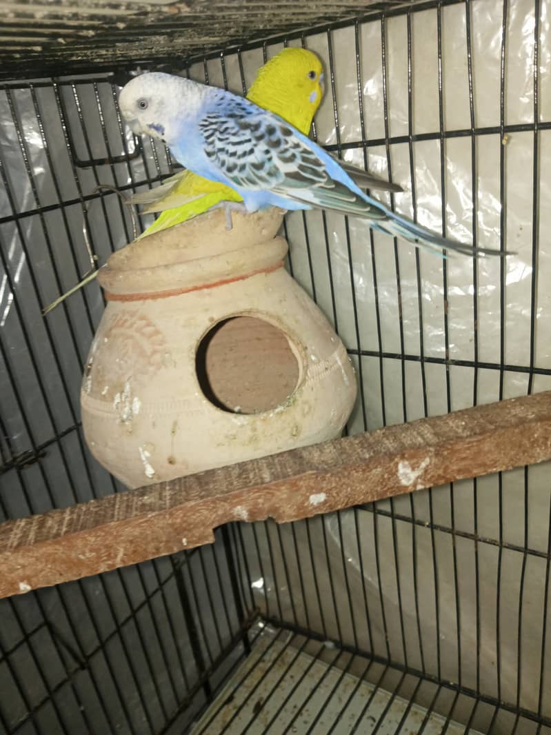 Budgies pair for sale 0