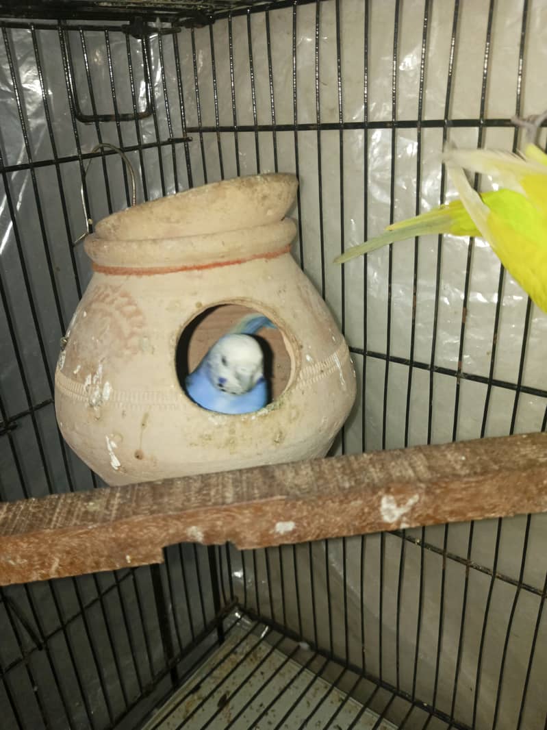 Budgies pair for sale 1