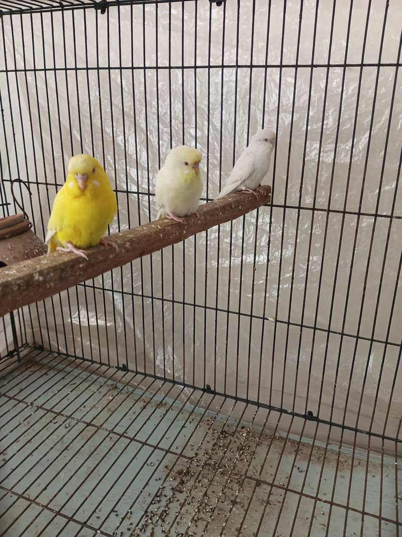 Budgies pair for sale 2