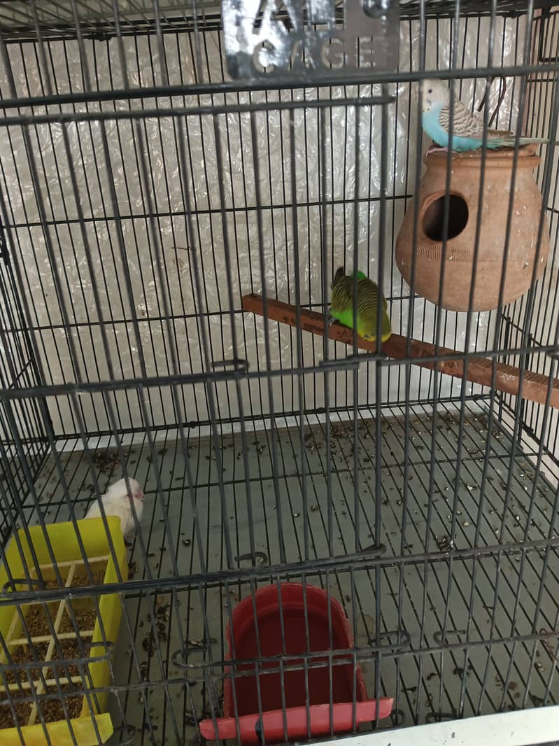 Budgies pair for sale 3