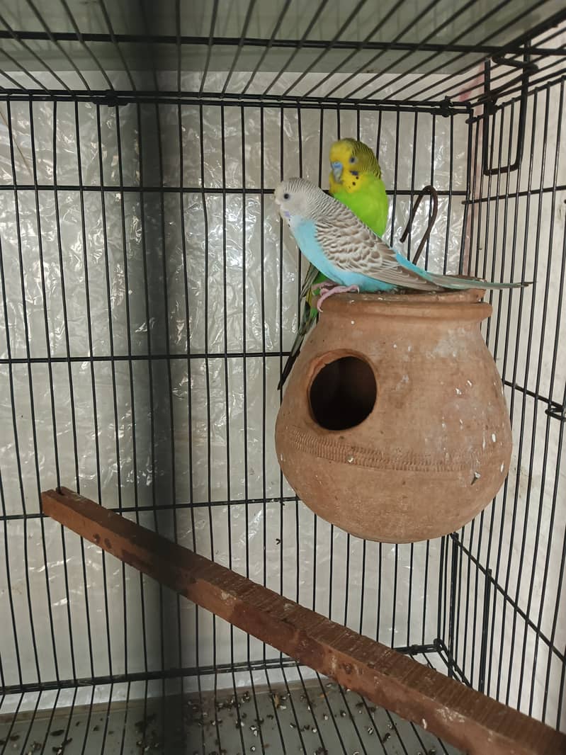 Budgies pair for sale 4