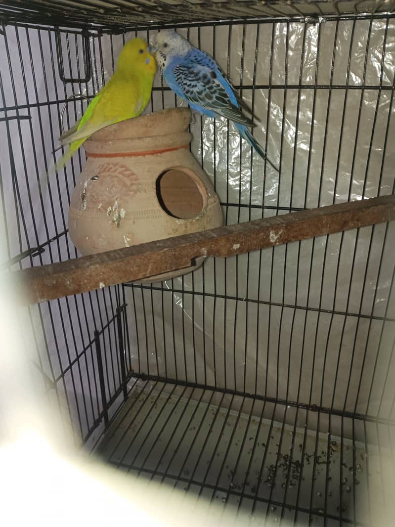 Budgies pair for sale 5