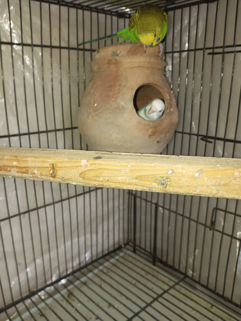 Budgies pair for sale 6