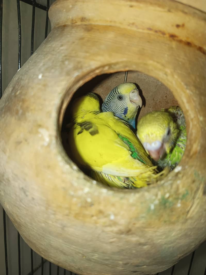 Budgies pair for sale 7