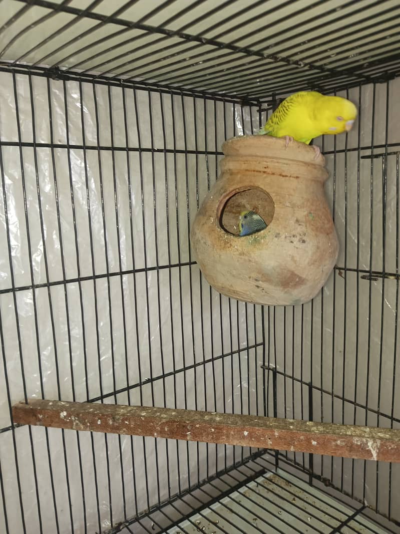 Budgies pair for sale 8