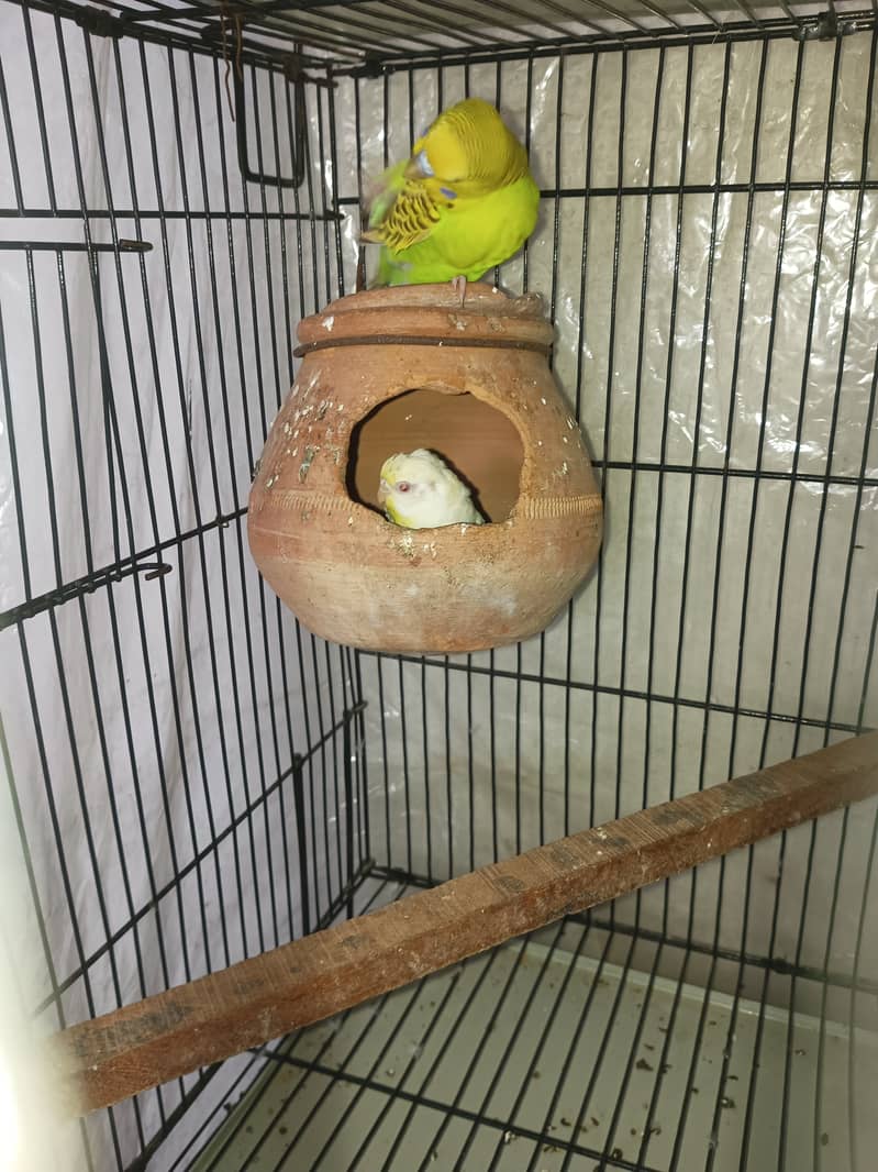 Budgies pair for sale 9