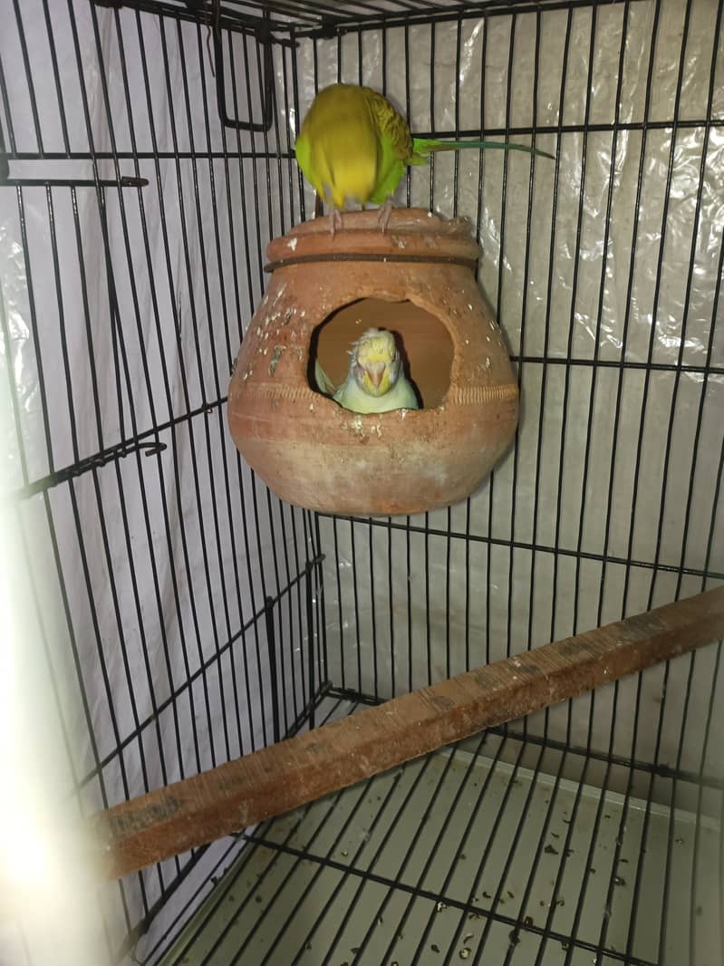 Budgies pair for sale 10