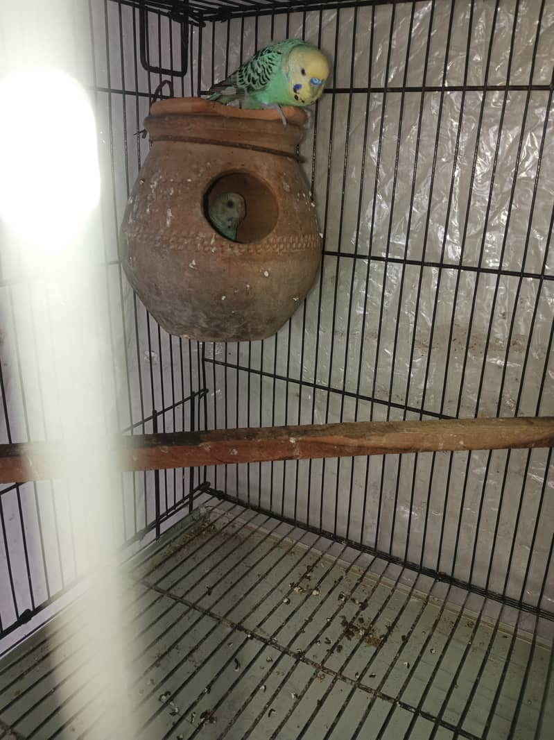 Budgies pair for sale 11