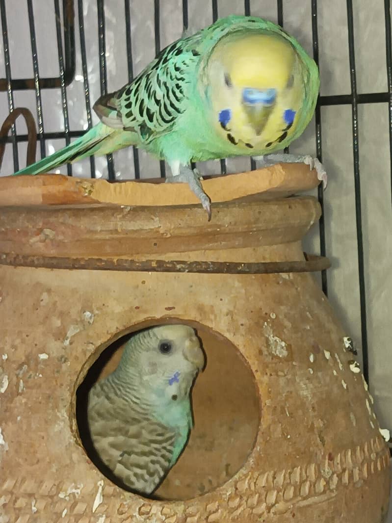 Budgies pair for sale 12